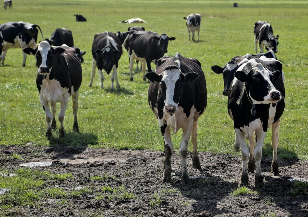 stock photo of cows